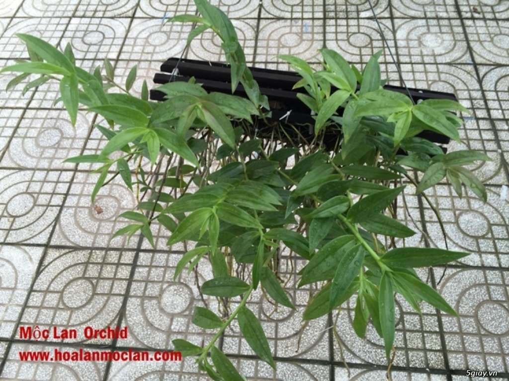Hạc Vỹ-Mộc Lan Orchid - 3