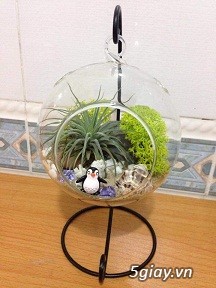 Cầu thủy tinh, Tiểu cảnh sỉ & lẻ - 1