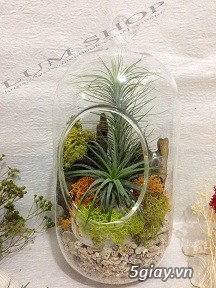 Cầu thủy tinh, Tiểu cảnh sỉ & lẻ - 2