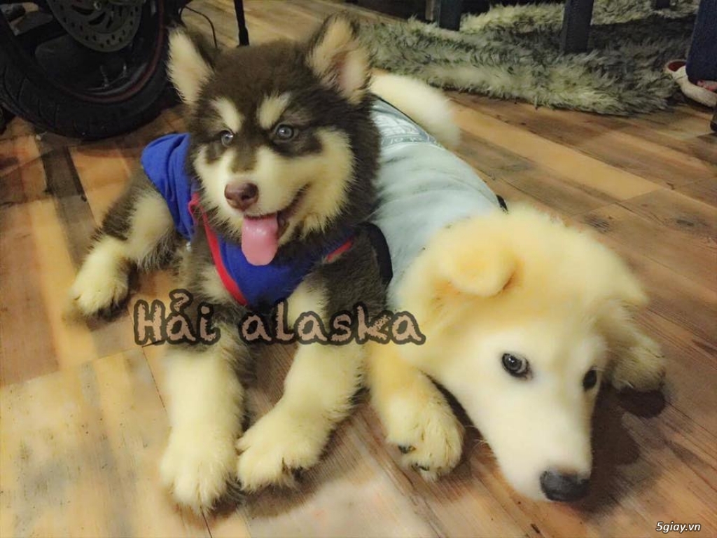 Chuyên bán và nhận oder các giống chó husky,alaska,samoyed..update thường xuyên !!! - 17
