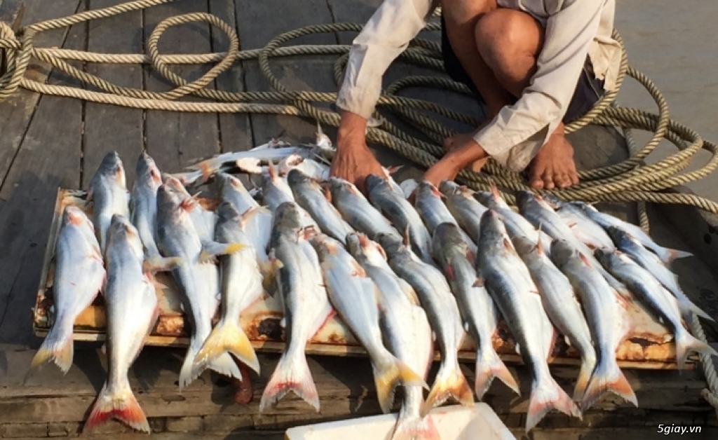 Cá Dứa Cần Giờ 1 nắng, cá Đù 1 nắng ngon bổ rẻ nhất HCMC - 12