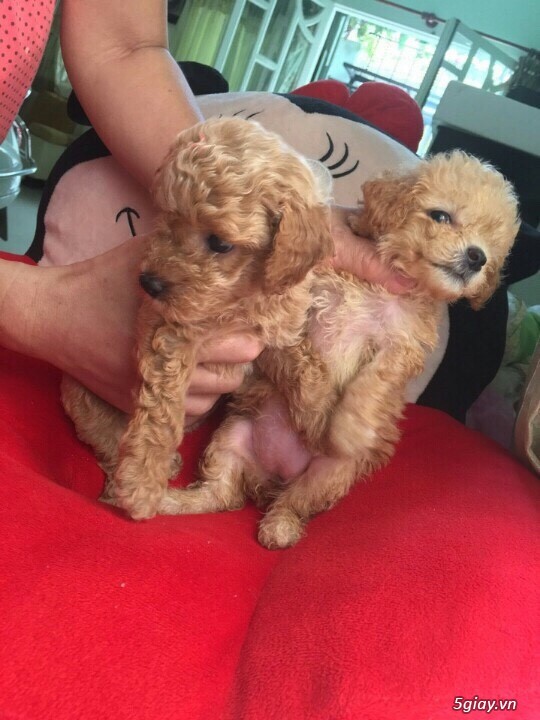 poodle vàng mơ siêu nhỏ, siêu cute giá hạt giẻ.