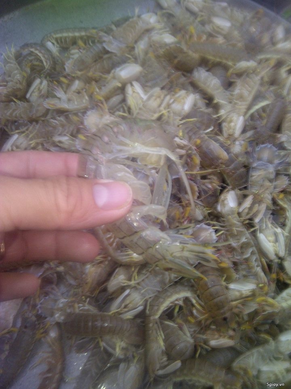 Hải Sản Tươi Sống Lagi - 11