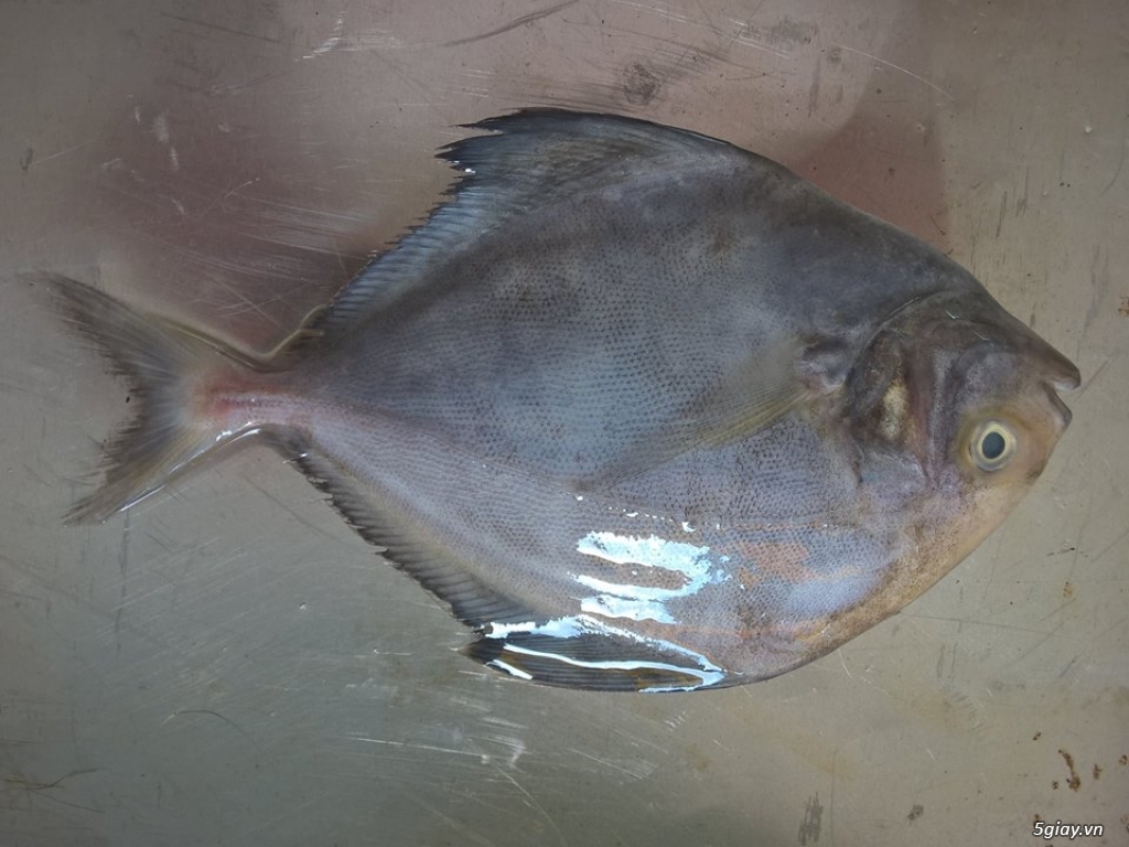 Hải Sản Tươi Sống Lagi - 2