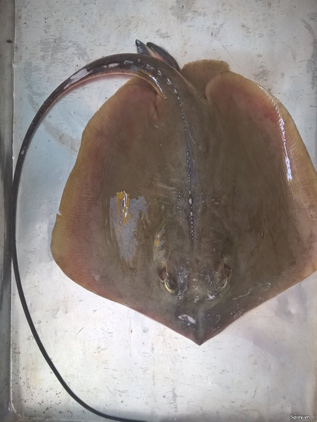 Hải Sản Tươi Sống Lagi - 7