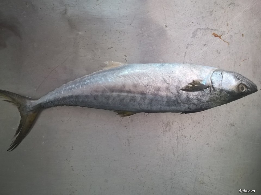 Hải Sản Tươi Sống Lagi - 6