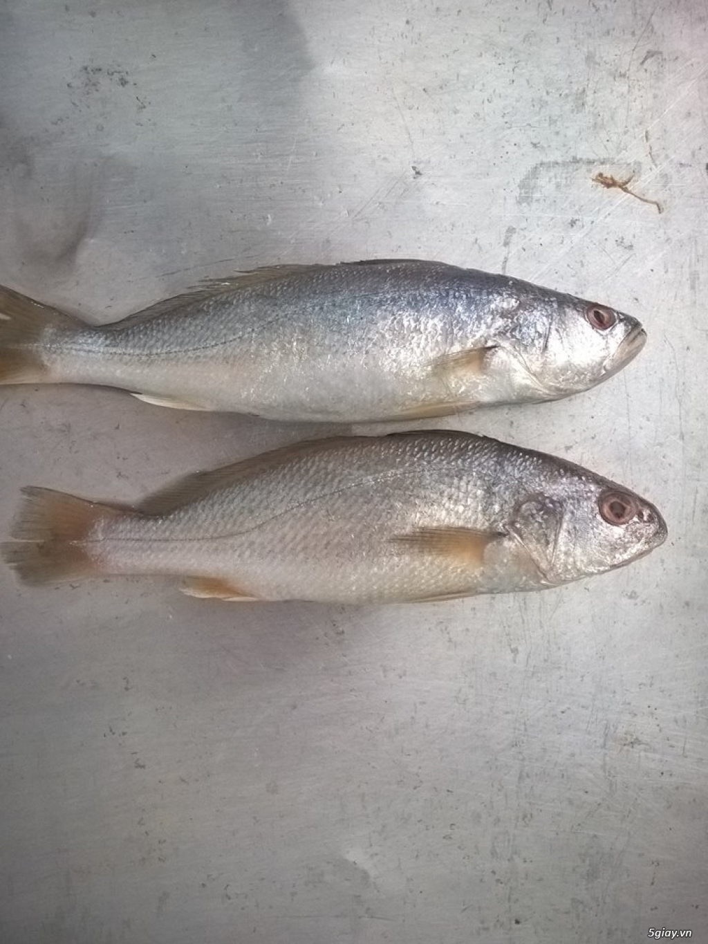 Hải Sản Tươi Sống Lagi - 3