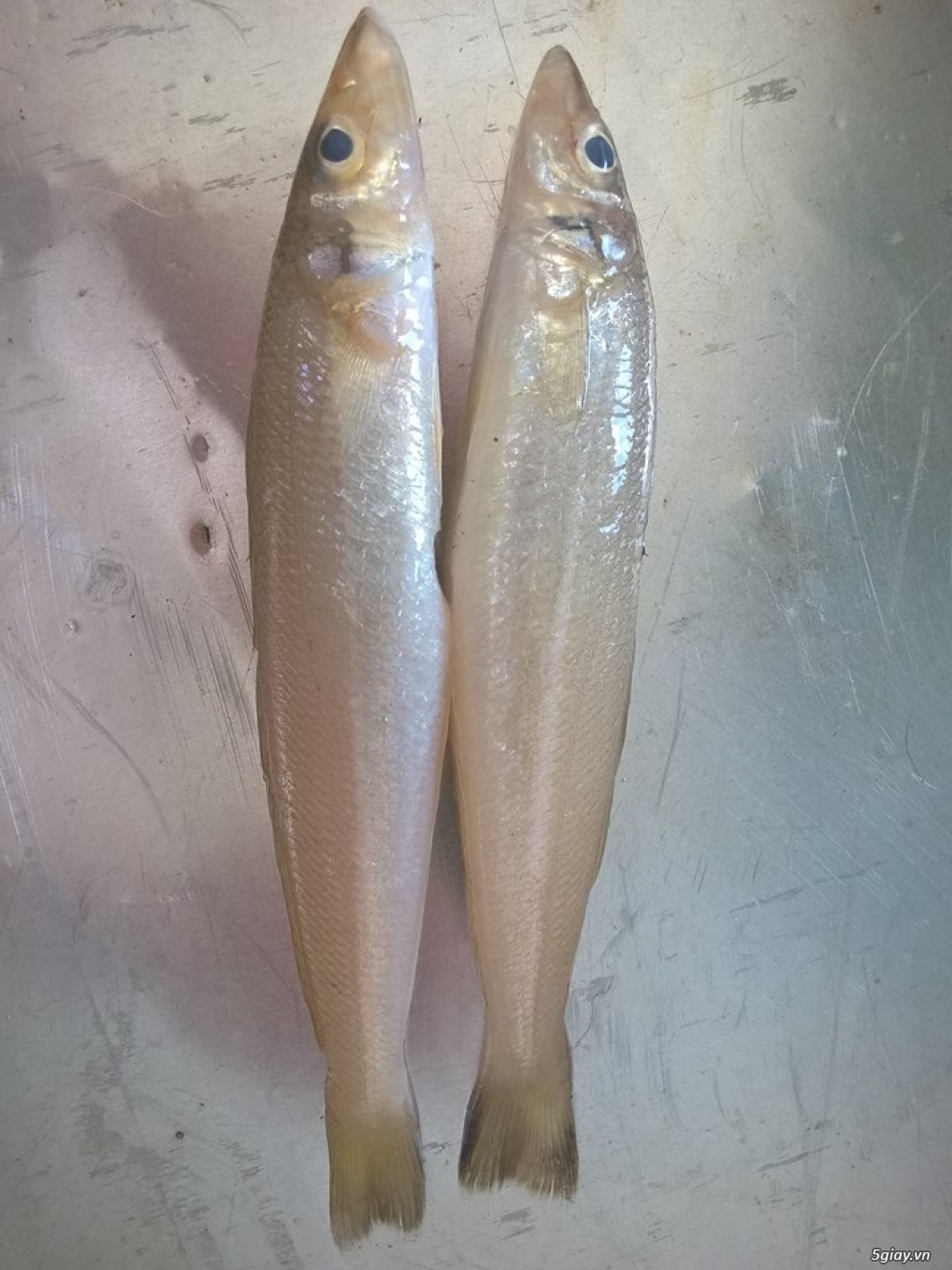 Hải Sản Tươi Sống Lagi - 4