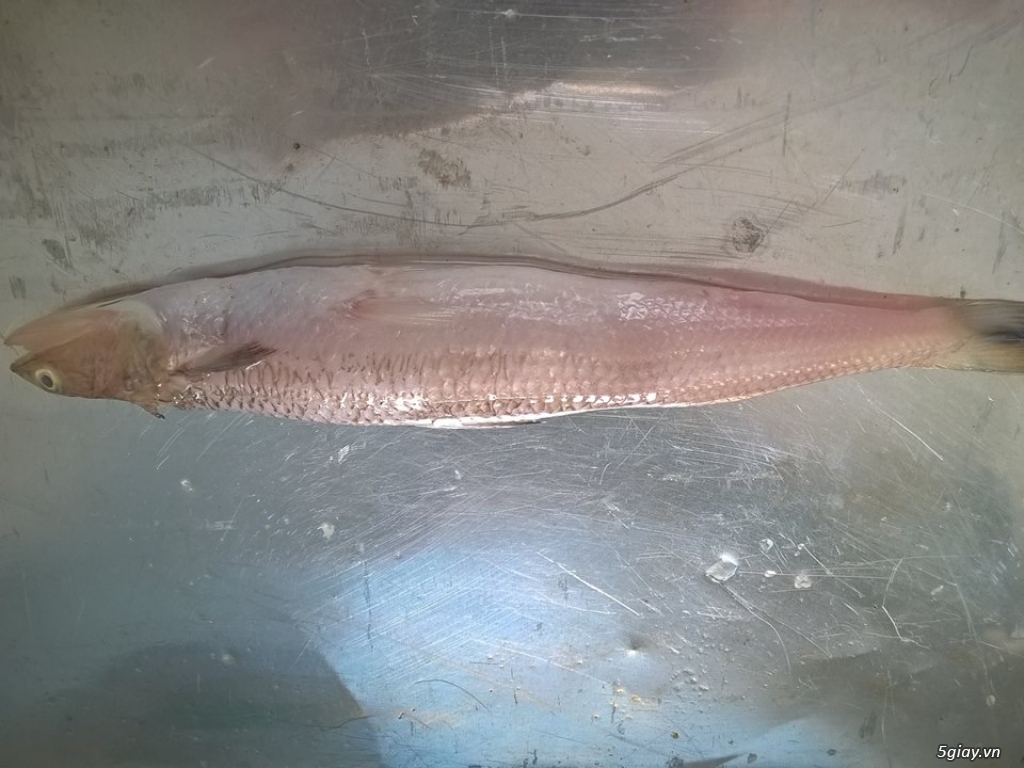 Hải Sản Tươi Sống Lagi - 5