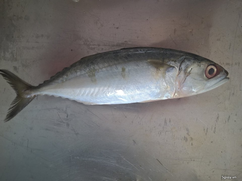 Hải Sản Tươi Sống Lagi - 1