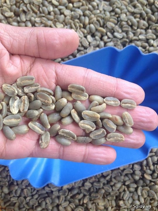Chuyên Cung Cấp Sỉ và lẻ Cà Phê Nguyên Chất - 22