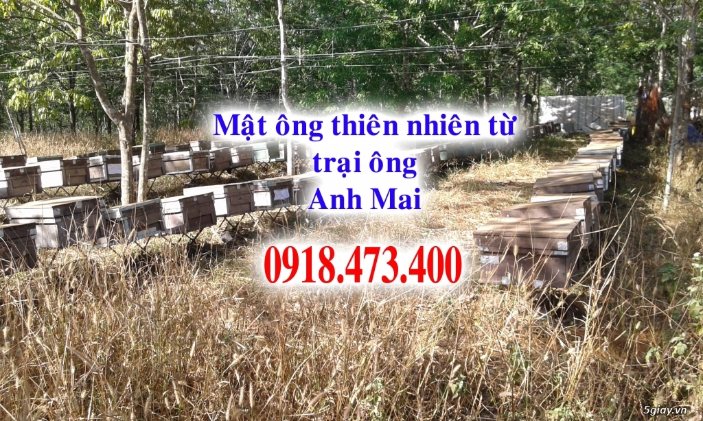 Cung cấp mật ông và sữa ông chúa thiên nhiên trên toàn quốc - 6