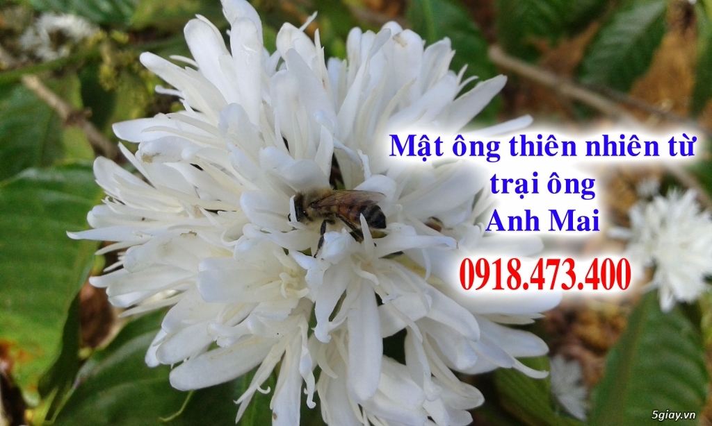 Cung cấp mật ông và sữa ông chúa thiên nhiên trên toàn quốc - 7