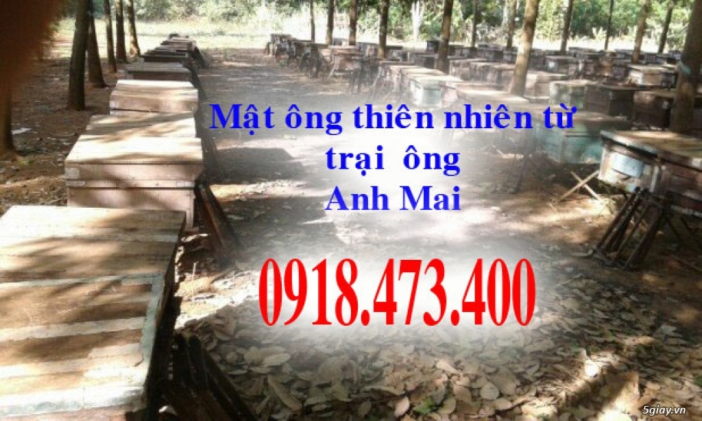 Cung cấp mật ông và sữa ông chúa thiên nhiên trên toàn quốc - 4