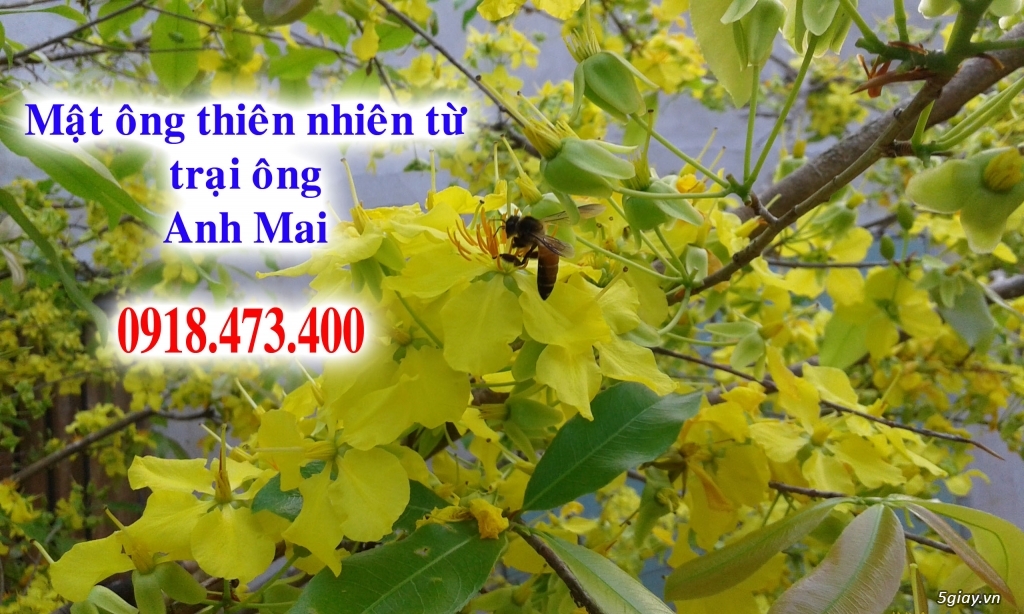 Cung cấp mật ông và sữa ông chúa thiên nhiên trên toàn quốc - 8