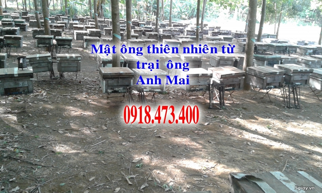 Cung cấp mật ông và sữa ông chúa thiên nhiên trên toàn quốc - 1