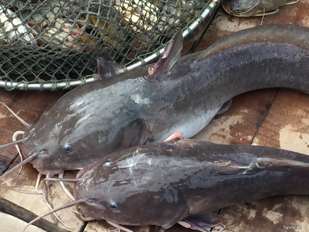Cá Dứa Cần Giờ 1 nắng, cá Đù 1 nắng ngon bổ rẻ nhất HCMC - 36