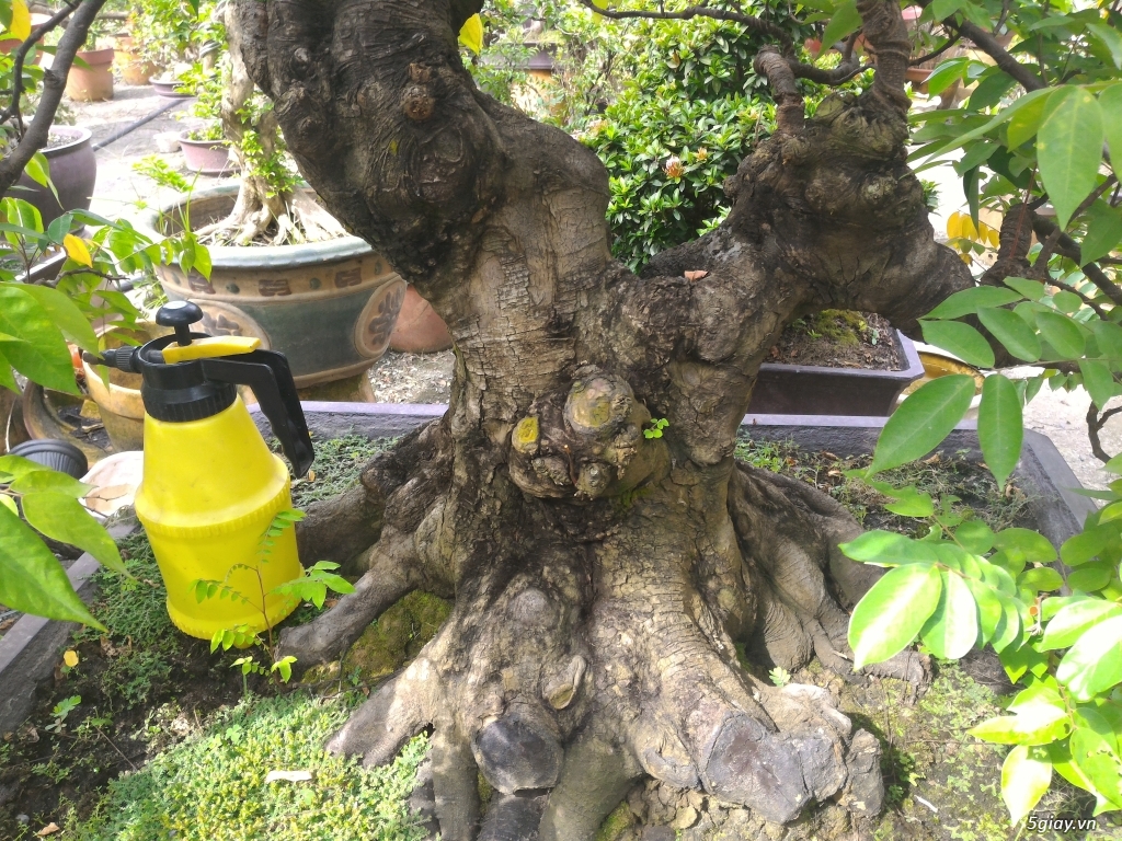 Trắc Tía ( sưa đen ) và một số bonsai - 4