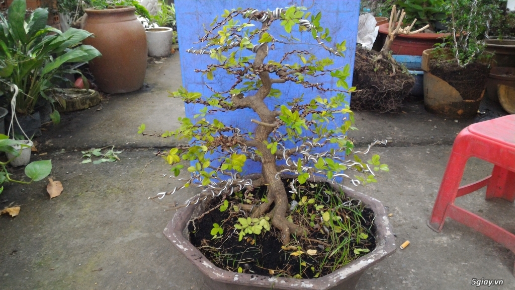 Trắc Tía ( sưa đen ) và một số bonsai - 30
