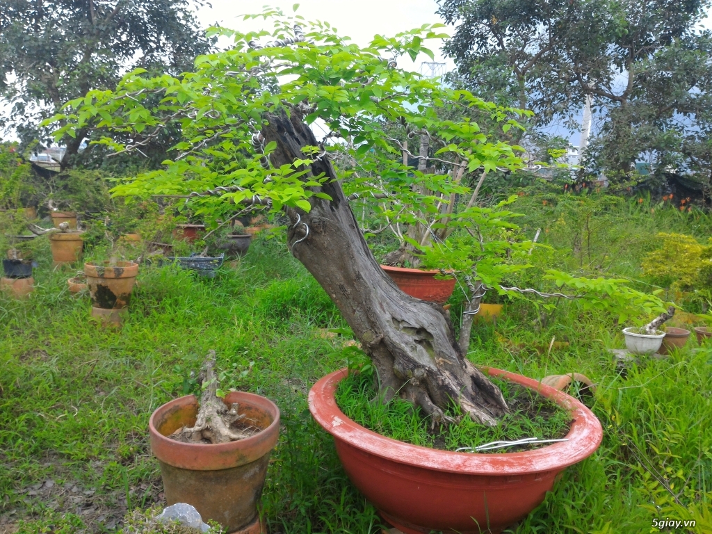 Trắc Tía ( sưa đen ) và một số bonsai