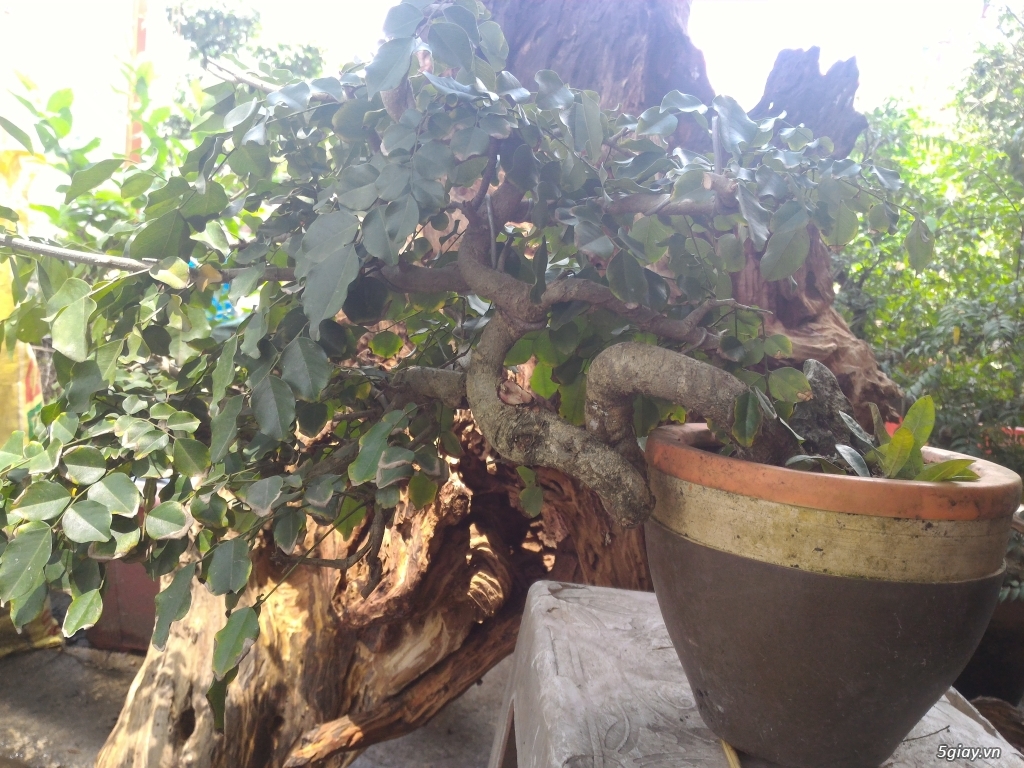 Trắc Tía ( sưa đen ) và một số bonsai - 22