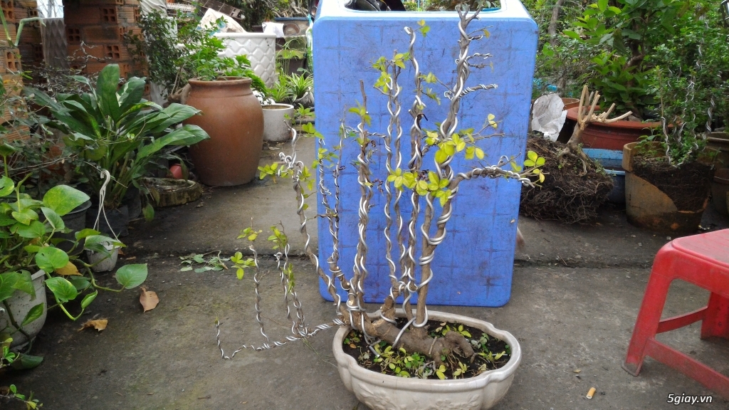 Trắc Tía ( sưa đen ) và một số bonsai - 29