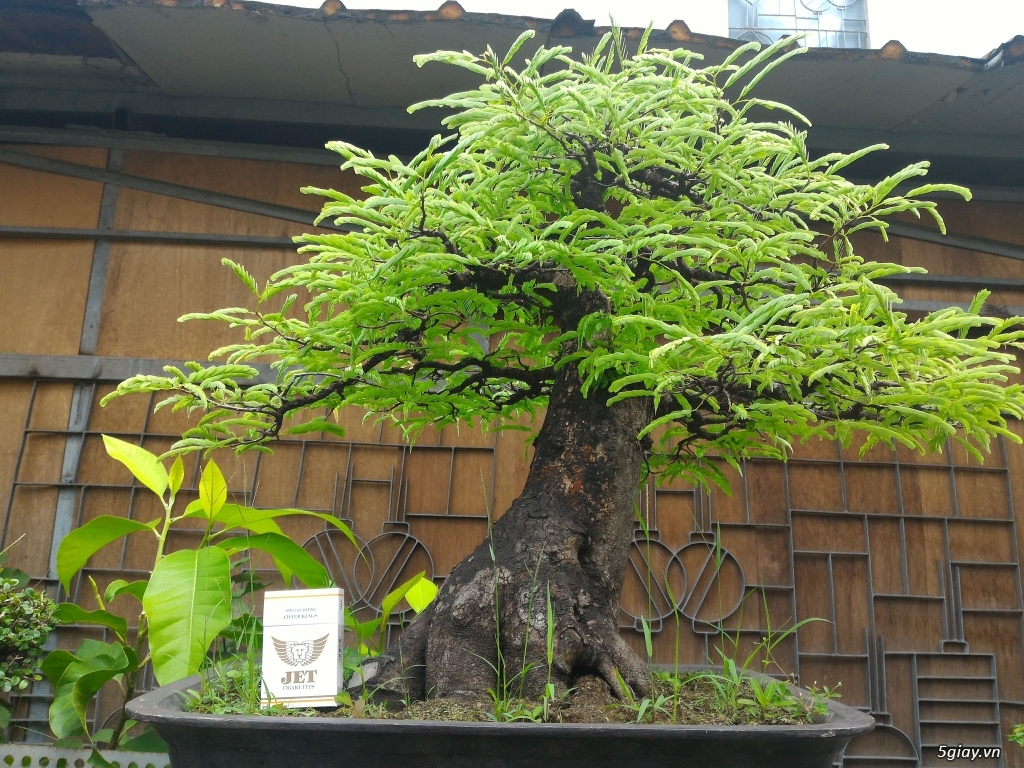 Trắc Tía ( sưa đen ) và một số bonsai - 5