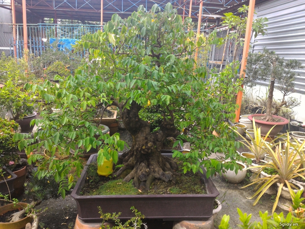 Trắc Tía ( sưa đen ) và một số bonsai - 3