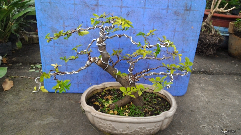 Trắc Tía ( sưa đen ) và một số bonsai - 28
