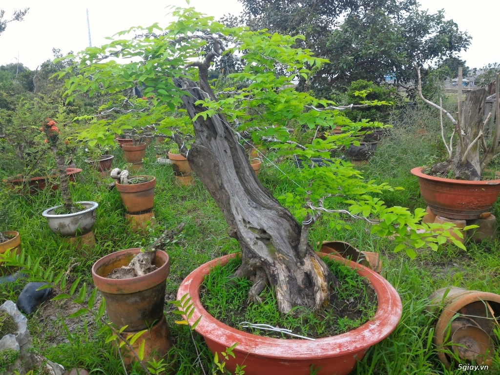 Trắc Tía ( sưa đen ) và một số bonsai - 1