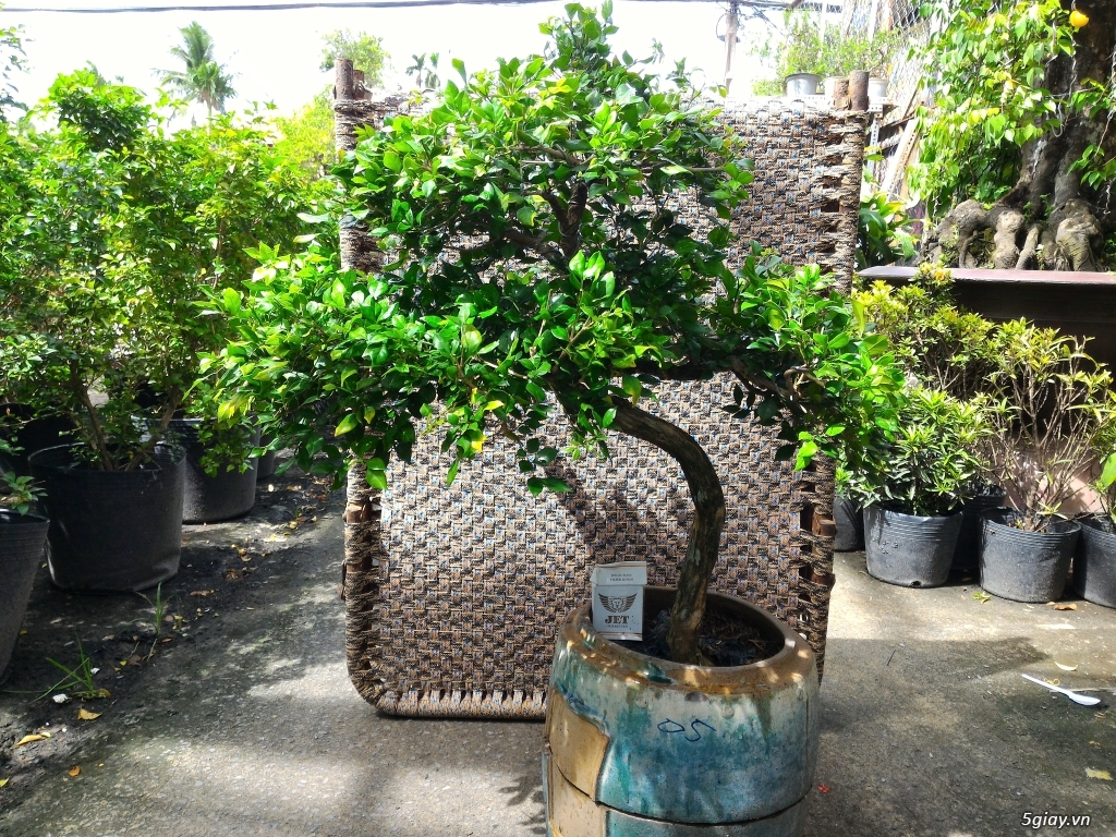 Trắc Tía ( sưa đen ) và một số bonsai - 17