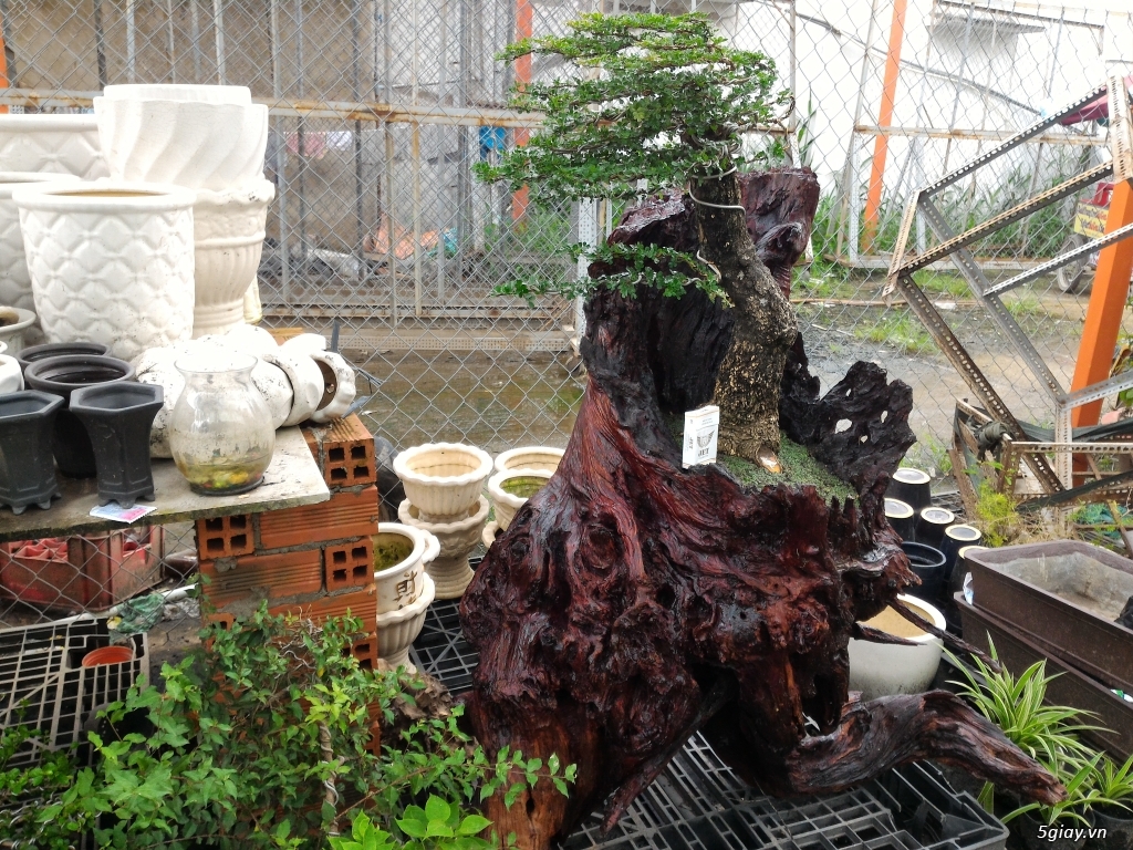 Trắc Tía ( sưa đen ) và một số bonsai - 6
