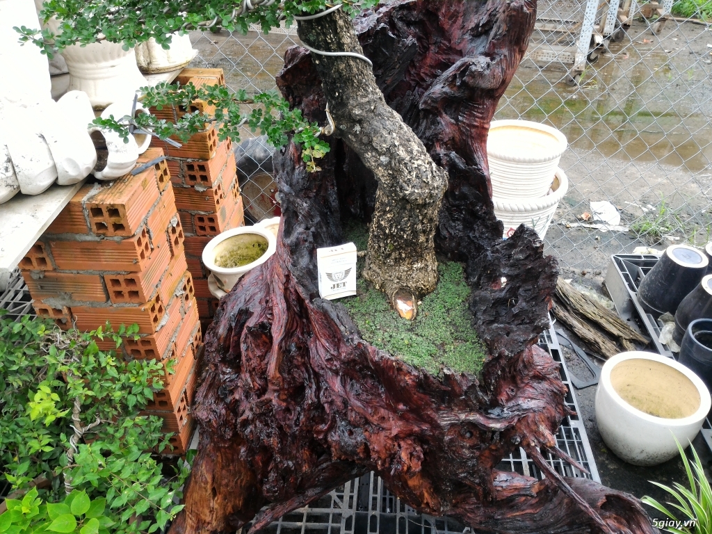 Trắc Tía ( sưa đen ) và một số bonsai - 9