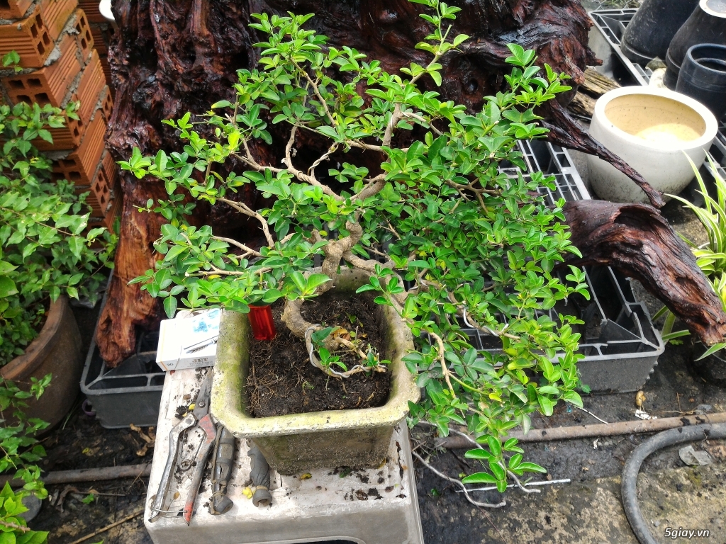 Trắc Tía ( sưa đen ) và một số bonsai - 24