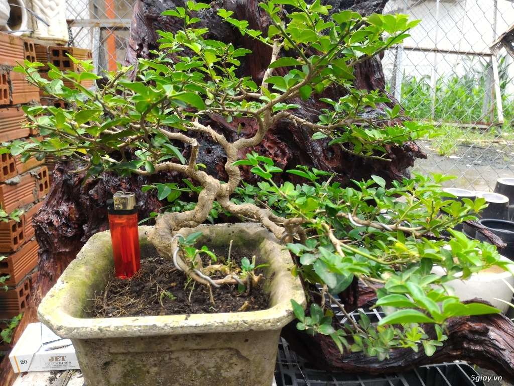 Trắc Tía ( sưa đen ) và một số bonsai - 23