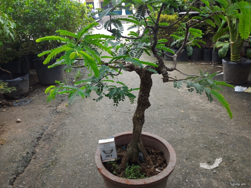Trắc Tía ( sưa đen ) và một số bonsai - 26