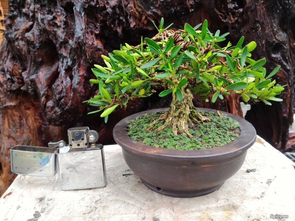 Trắc Tía ( sưa đen ) và một số bonsai - 10