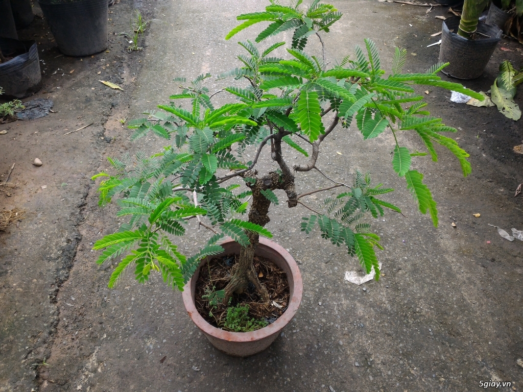 Trắc Tía ( sưa đen ) và một số bonsai - 25