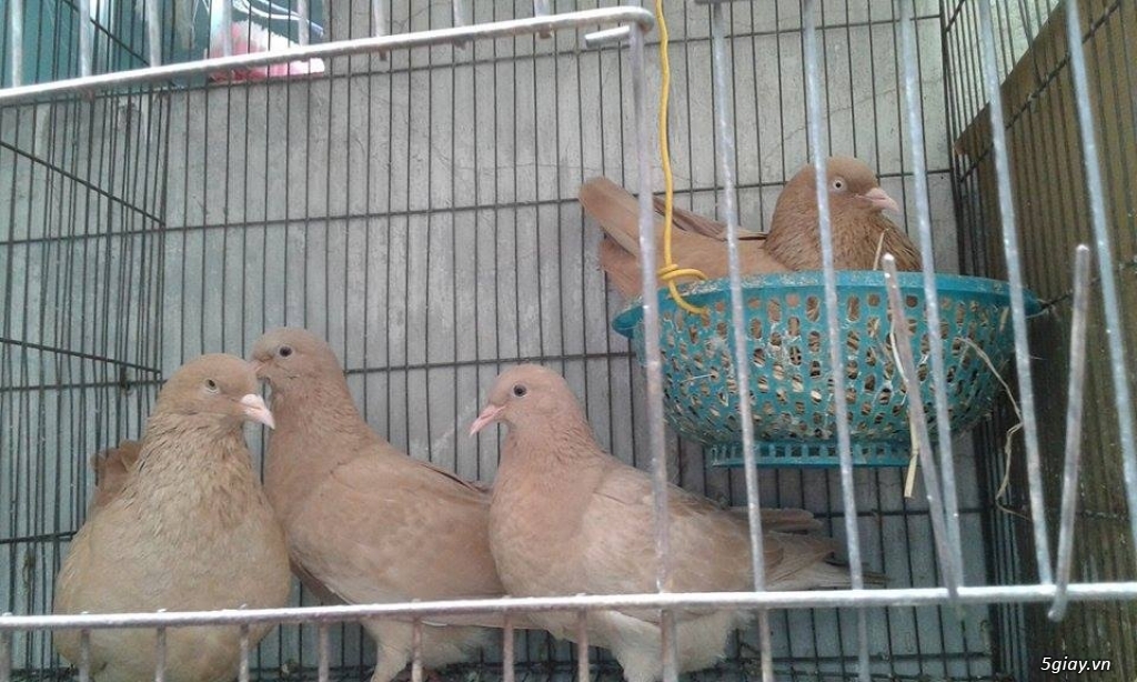 Bồ Câu Gà Mỹ rặc giống - 4