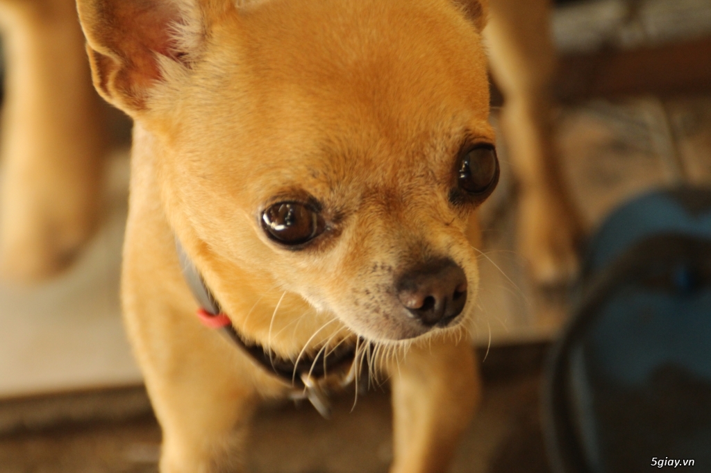 Bán cún con Chihuahua 2T-3T - 4