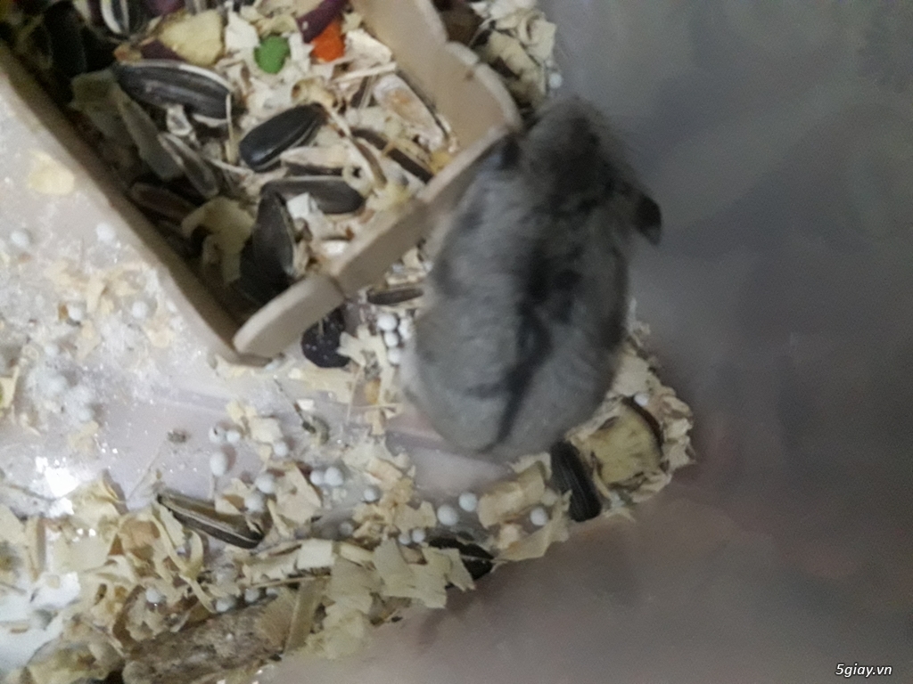 cần thanh lý 2 bé hamster campell dễ thương, nhanh nhẹn(3 tuần tuổi) - 1