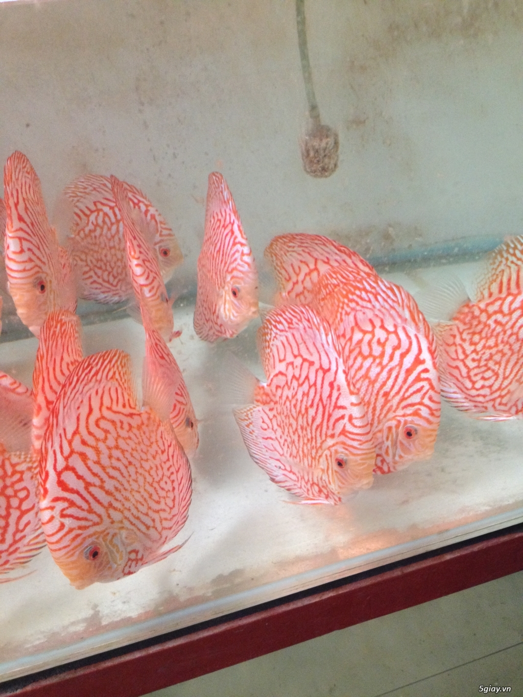 Bán cá Dĩa Giá Rẽ - Trại cá Dĩa Huỳnh Lễ tại SG bán các loại cá Dĩa - 2