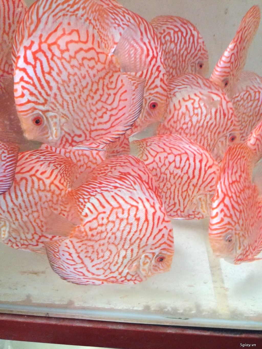Bán cá Dĩa Giá Rẽ - Trại cá Dĩa Huỳnh Lễ tại SG bán các loại cá Dĩa - 4