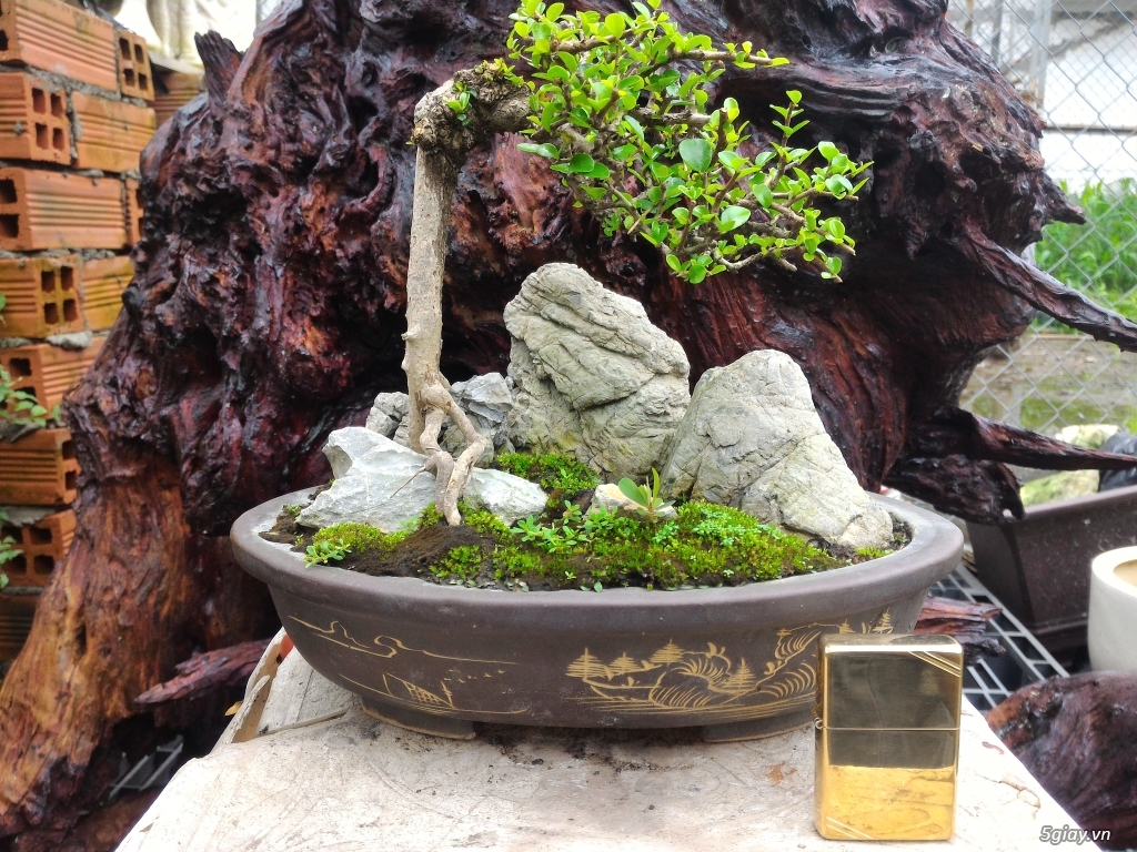 Trắc Tía ( sưa đen ) và một số bonsai - 16