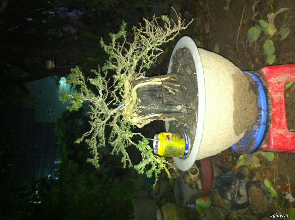 Cây giống và bonsai giao lưu khu vực Sài Gòn - 3