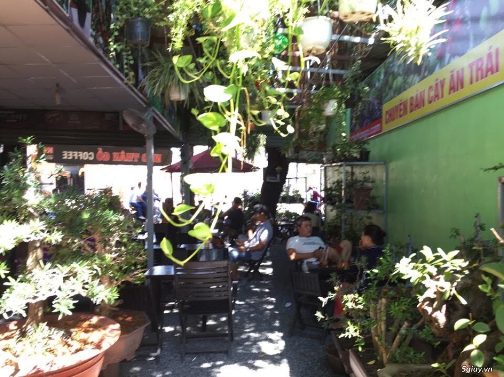 Sang quán cafe sân vườn cây cổ thụ - 3