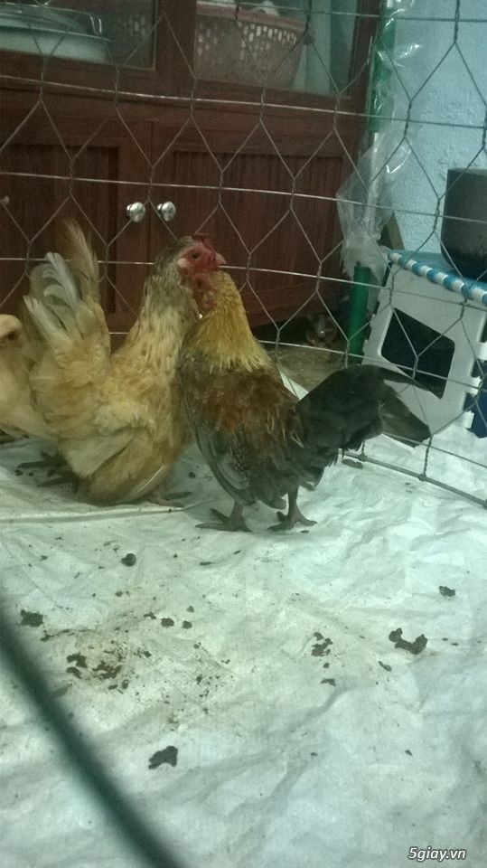 Cần bán cặp gà tre thái bố mẹ và đàn gà con 5 tháng tuổi