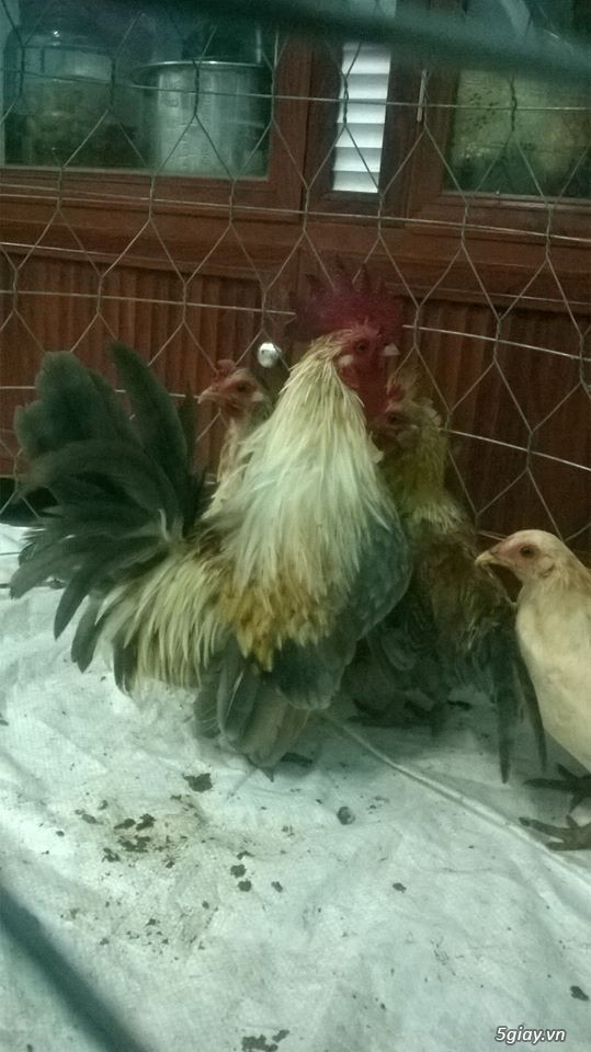Cần bán cặp gà tre thái bố mẹ và đàn gà con 5 tháng tuổi - 3