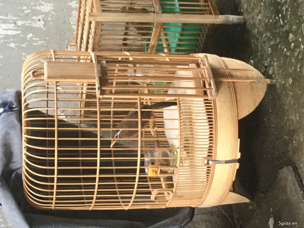 hoja mi mẫu đá 1 cặp ( chim sạch)