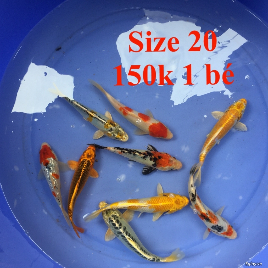 Cá koi F1 size 20-30cm giá từ 150k-500k - 2